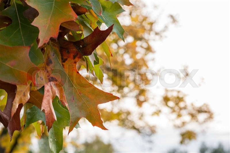 Close up of autumn leave on a tree during sunset, stock photo
