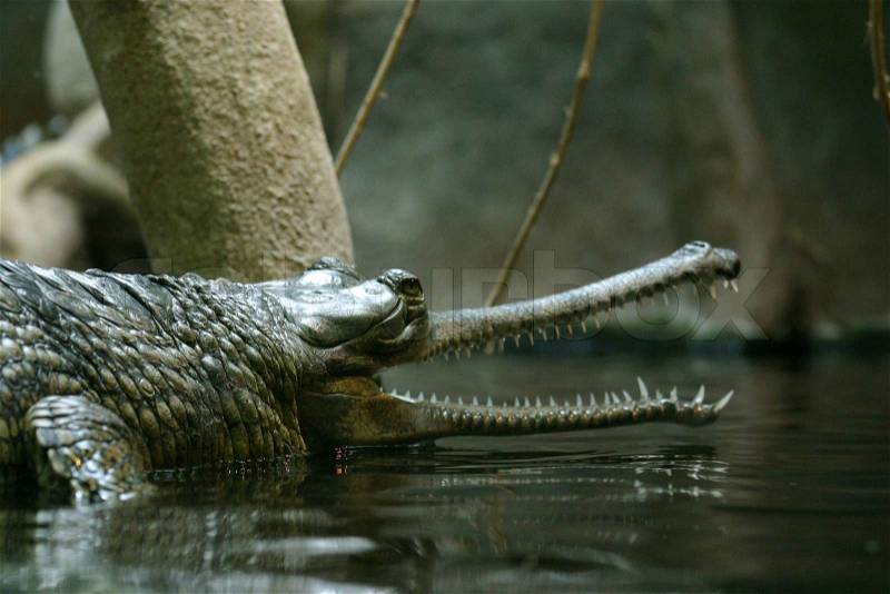 Crocodile with open mouth, stock photo