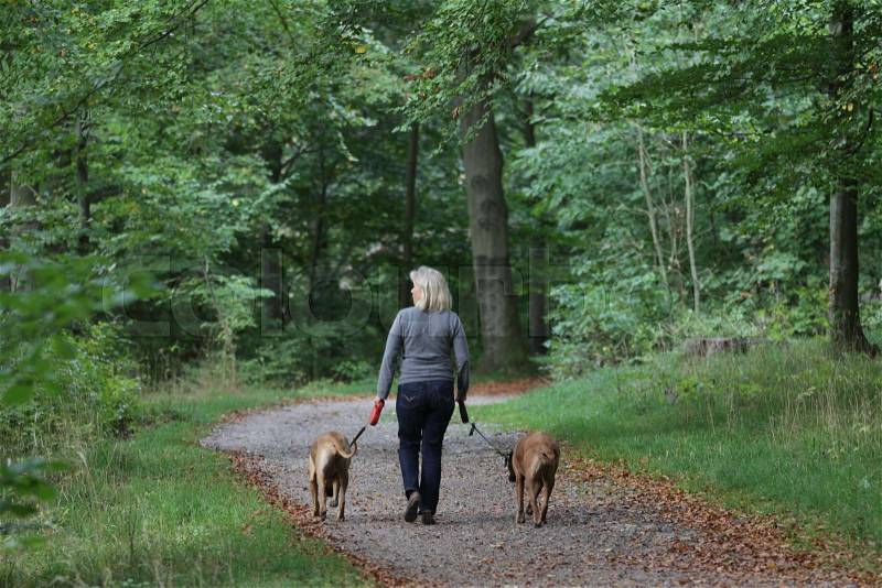 Walking the dog in Frederikslund forest in Holte, stock photo