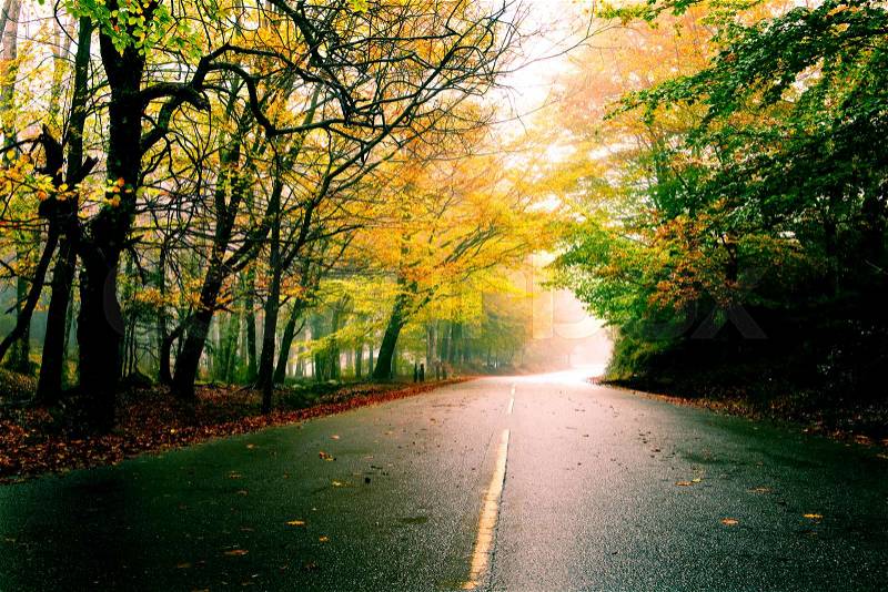 Autumn landscape with a beautiful road with colored trees, stock photo