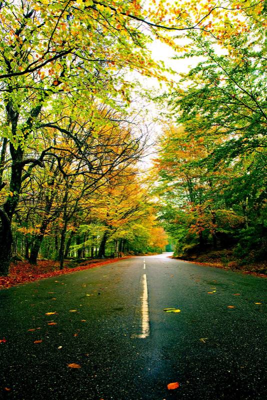 Autumn landscape with a beautiful road with colored trees, stock photo