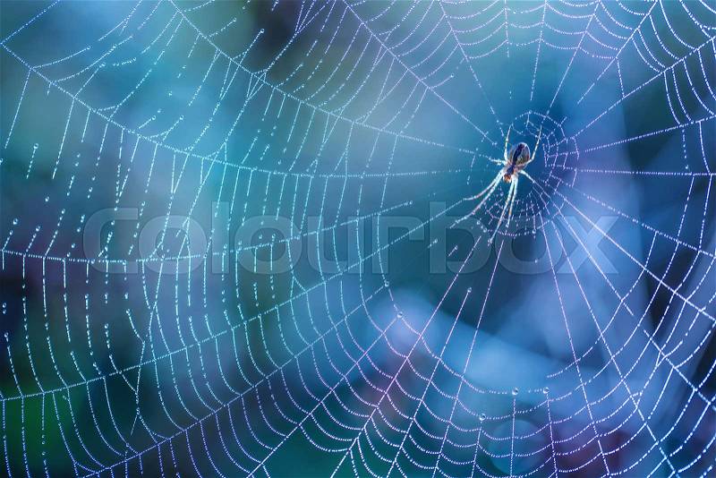 Morning drops of dew in a spider web. Cobweb in dew drops. Beautiful colors in macro nature, stock photo