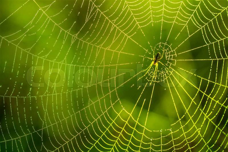 Morning drops of dew in a spider web. Cobweb in dew drops. Beautiful colors in macro nature, stock photo