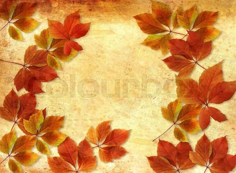 Colorful fall autumn leaves isolated on grunge background with copy space, stock photo