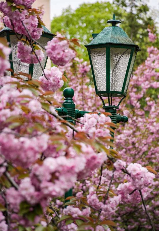 Green lantern among cherry blossom. delicate pink flowers blossom of sakura tree, stock photo