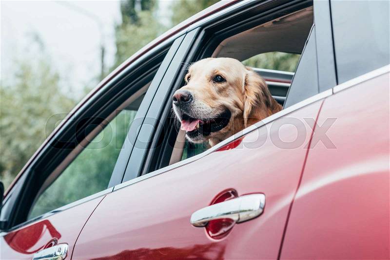 Beautiful golden retriever dog looking out of car window, stock photo