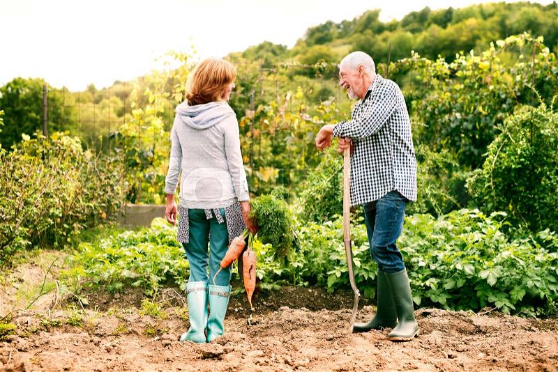 Happy healthy senior couple harvesting vegetables on allotment. Man and woman gardening, stock photo