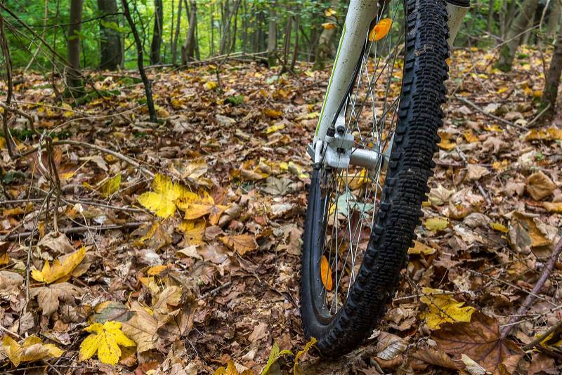 The front wheel of a mountain bike drives over yellow leaves. The forest has autumn coulors , Denmark, October 16, 2017, stock photo
