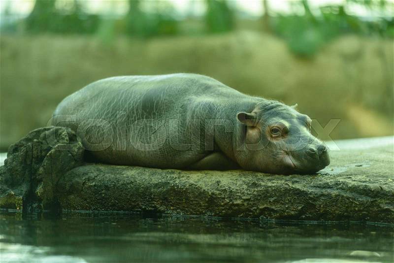 Stock image of \'dyr, paattedyr, hippopotamus\'