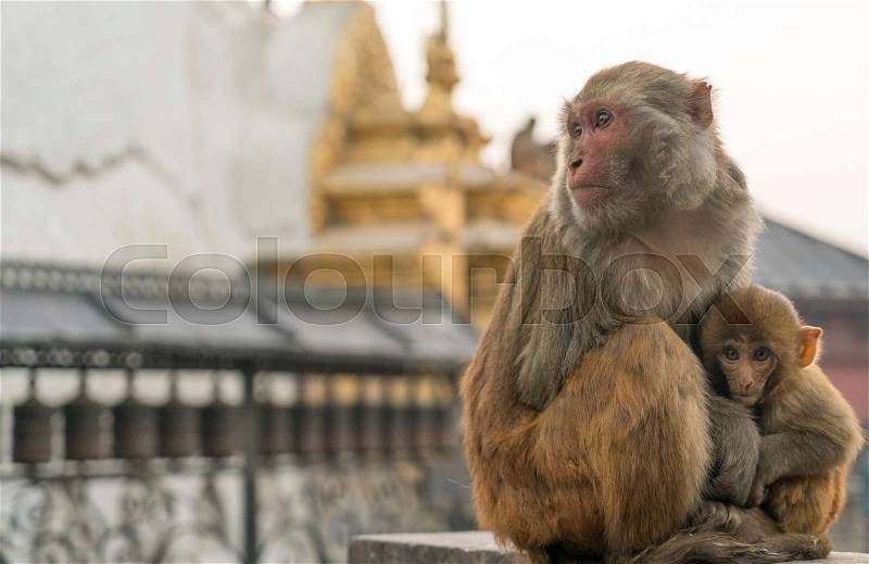 Sacred monkeys in Swayabunath temple in Kathmandu. macaque rhesus mother and baby, stock photo
