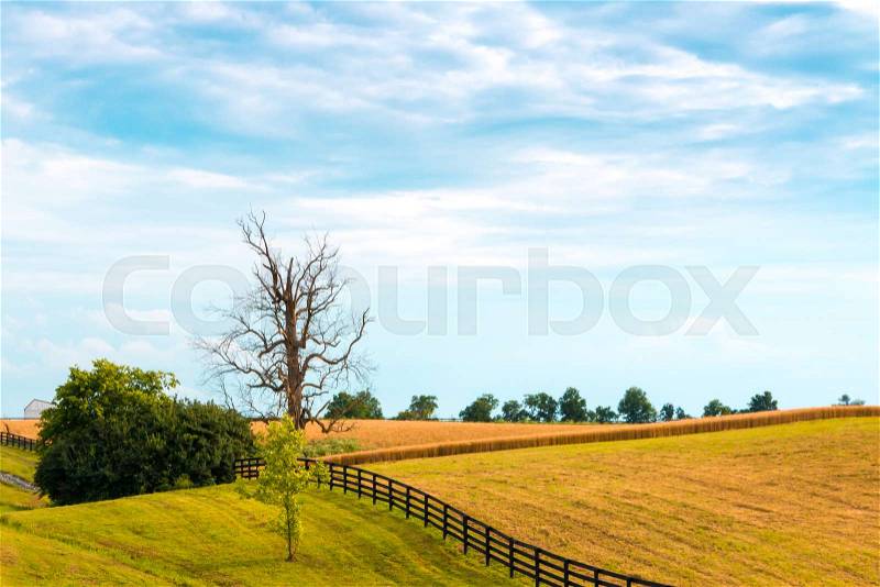 Farm fields with crop. Country landscape, stock photo