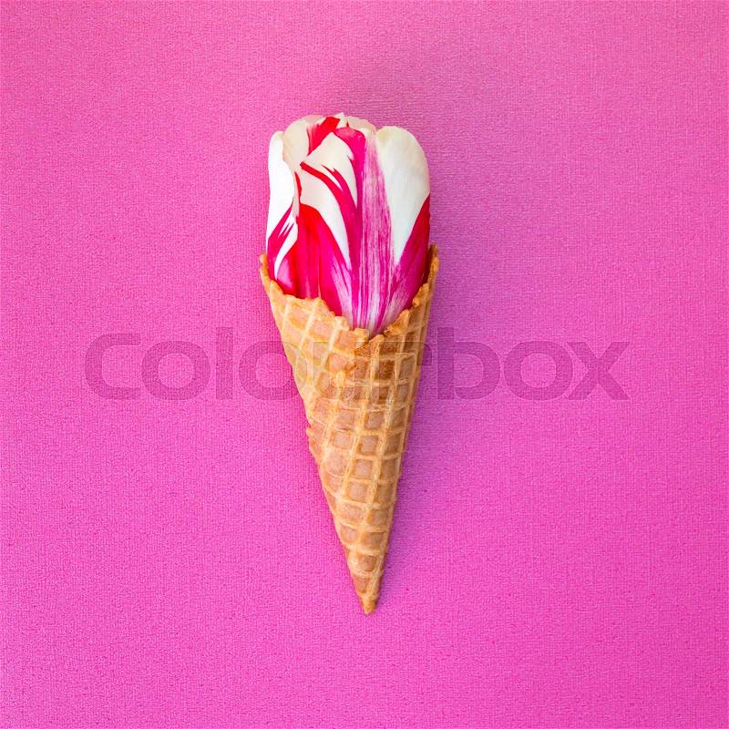 Tulip flower in the ice cream waffle cone, stock photo
