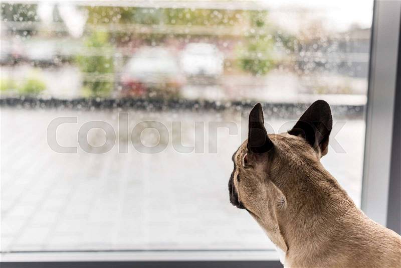 Close-up view of dog looking at window with raindrops, stock photo