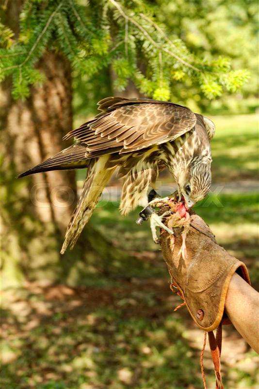 Feeding the predatory bird of prey little chicken, stock photo