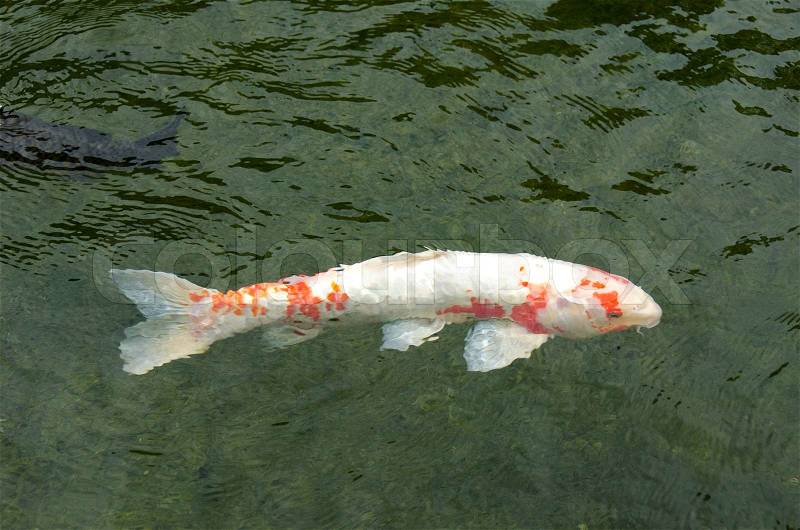 White japanese koi with red dots swimming in water, stock photo