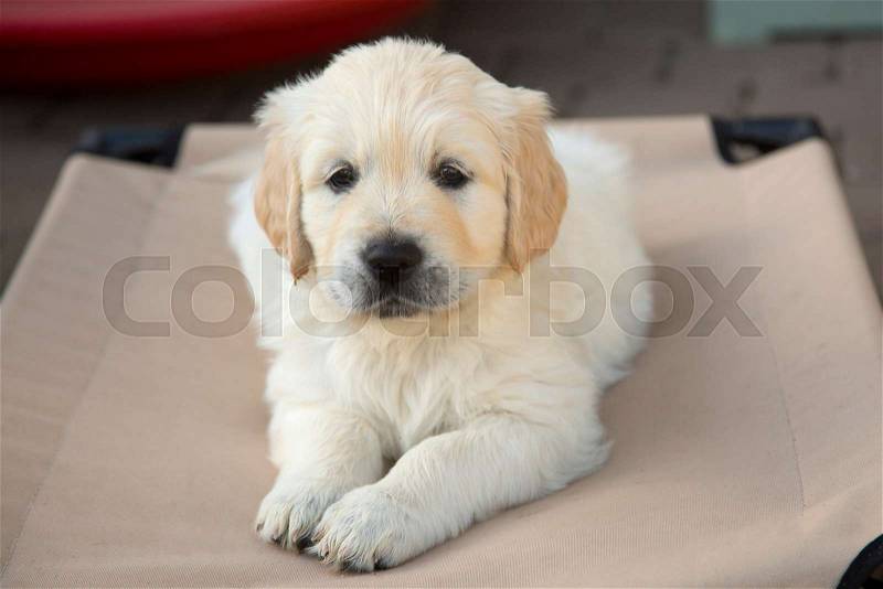 Golden Retriever Puppy lying on a camp bed, stock photo