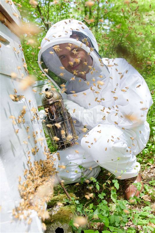 Beekeeper applying smoke to swarm of bees, stock photo