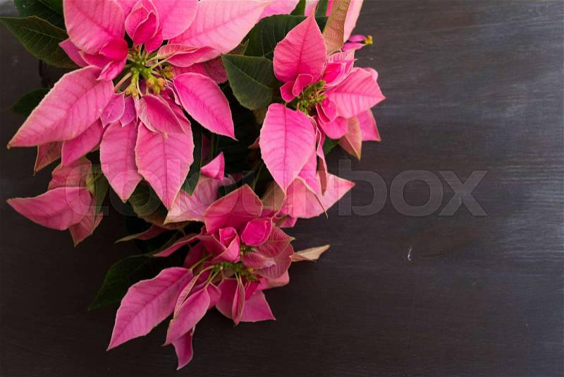 Pink christmas star flowers poinsettia on wooden background, stock photo