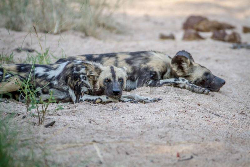 African wild dog laying in the sand in the Kruger National Park, South Africa, stock photo