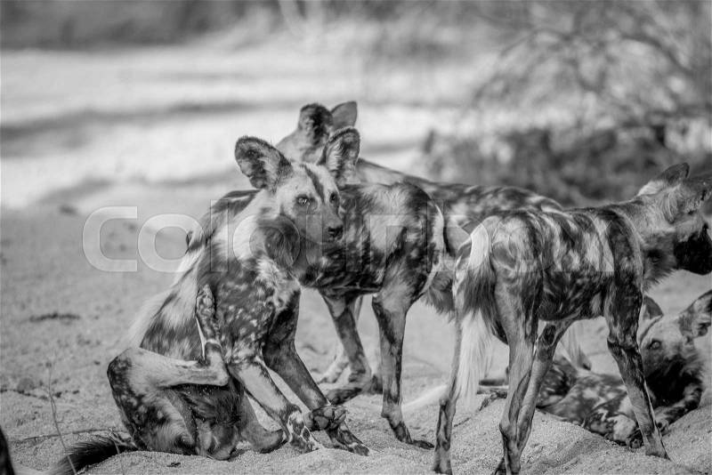 Pack of African wild dogs in the sand in black and white in the Kruger National Park, South Africa, stock photo