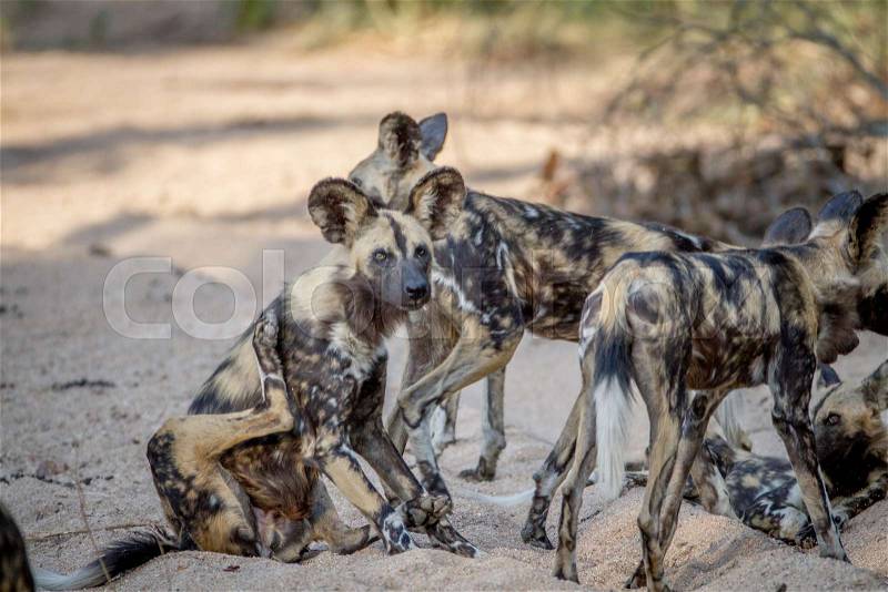 Pack of African wild dogs in the sand in the Kruger National Park, South Africa, stock photo