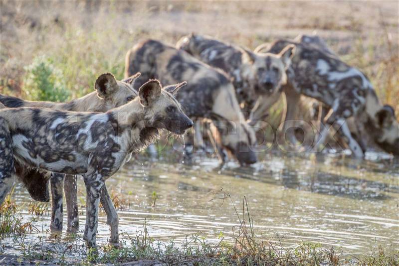 Pack of African wild dogs drinking at a water pool in the Kruger National Park, South Africa, stock photo