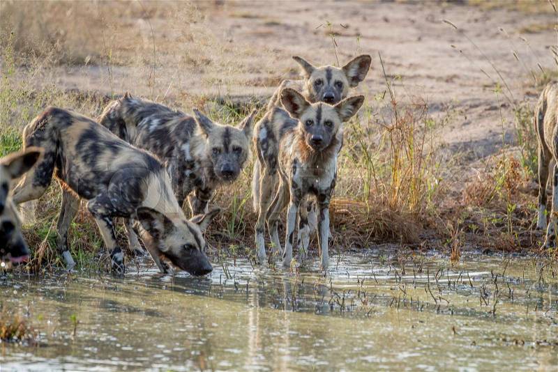 Pack of African wild dogs drinking at a water pool in the Kruger National Park, South Africa, stock photo