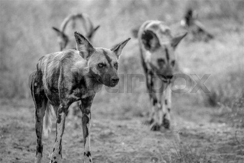 African wild dogs walking towards the camera in black and white in the Kruger National Park, South Africa, stock photo