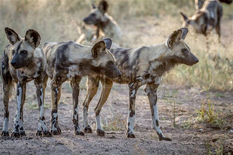African wild dogs starring around in the Kruger National Park, South Africa, stock photo