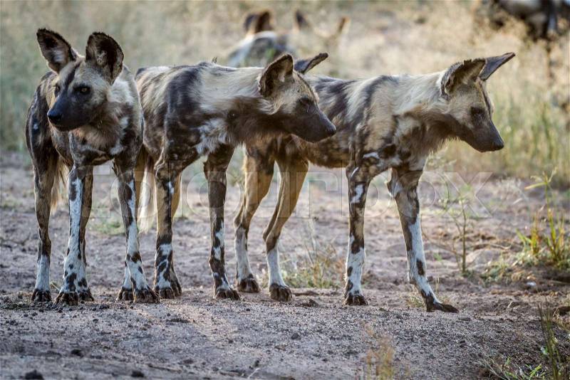 African wild dogs starring around in the Kruger National Park, South Africa, stock photo