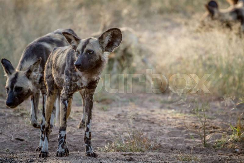 African wild dog standing on dirt in the Kruger National Park, South Africa, stock photo