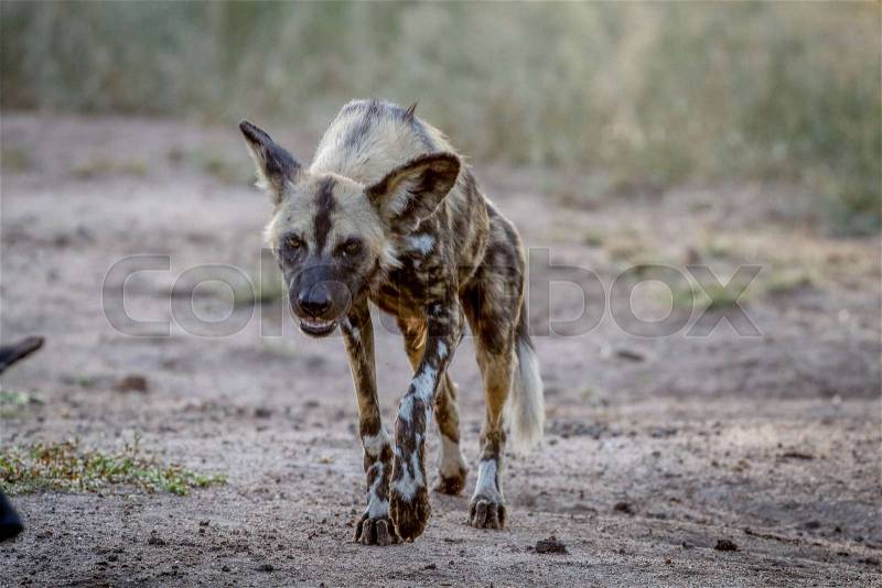 African wild dog walking towards the camera in the Kruger National Park, South Africa, stock photo