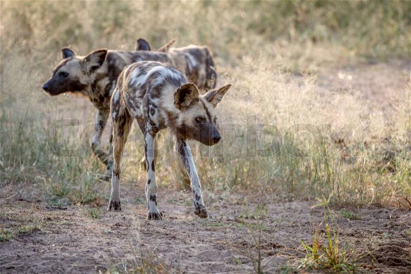 African wild dog looking down at something in the Kruger National Park, South Africa, stock photo