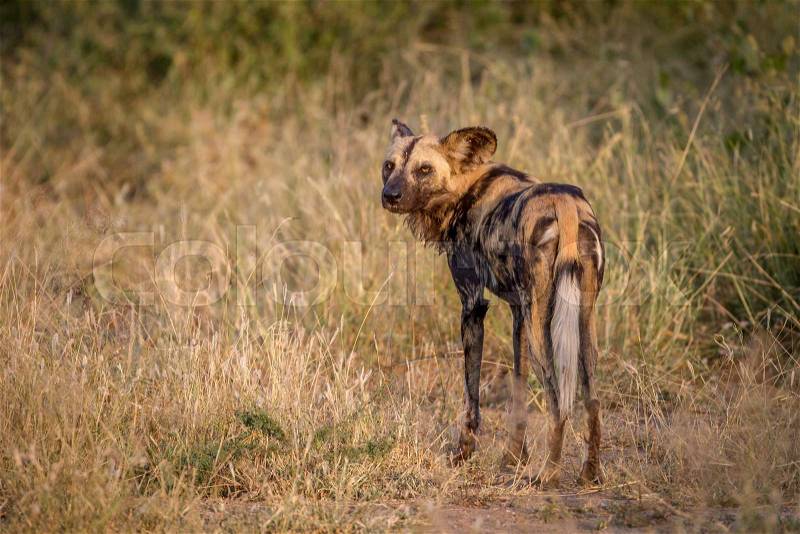 African wild dog looking back in the Kruger National Park, South Africa, stock photo