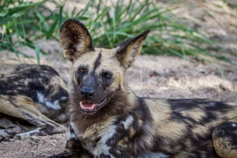 African wild dog laying in the sand in the Kruger National Park, South Africa, stock photo