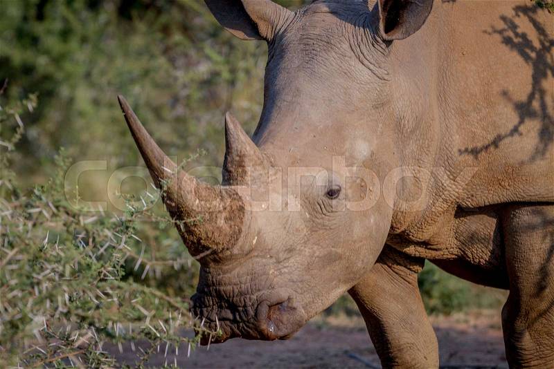 Side profile of a White rhino in South Africa, stock photo