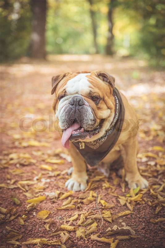 Cute fashionable English bulldog posing outdoor,selective focus , stock photo