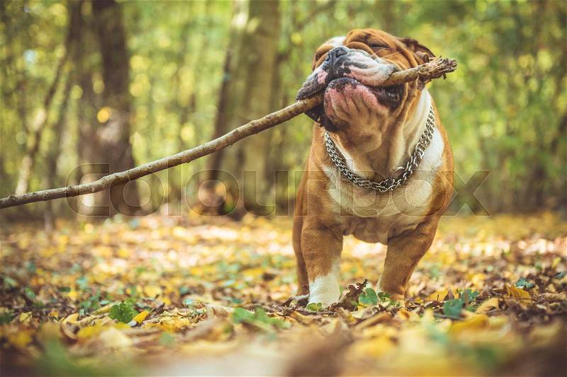 Portrait of funny English bulldog with wooden stick in the park,selective focus , stock photo