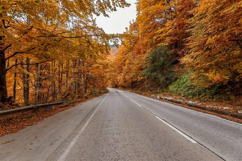 Autumn road . beautiful bright autumn road landscape. red leaves on the trees, stock photo