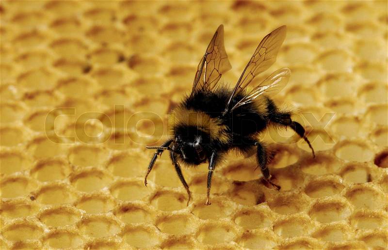 Bumblebee, stock photo