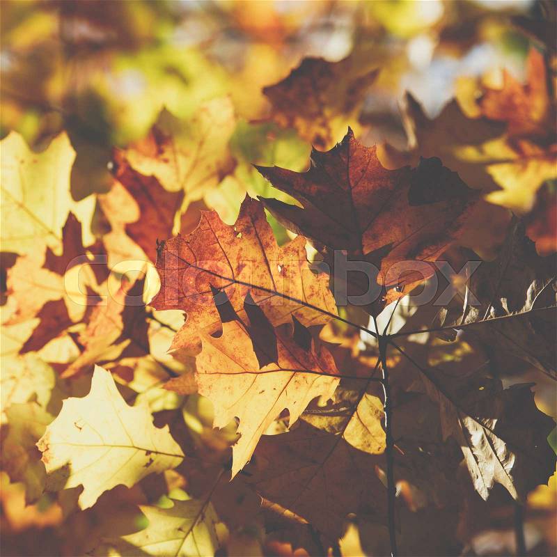 Autumn leaves background in selective focus. Red, orange and yellow dry leaves, stock photo