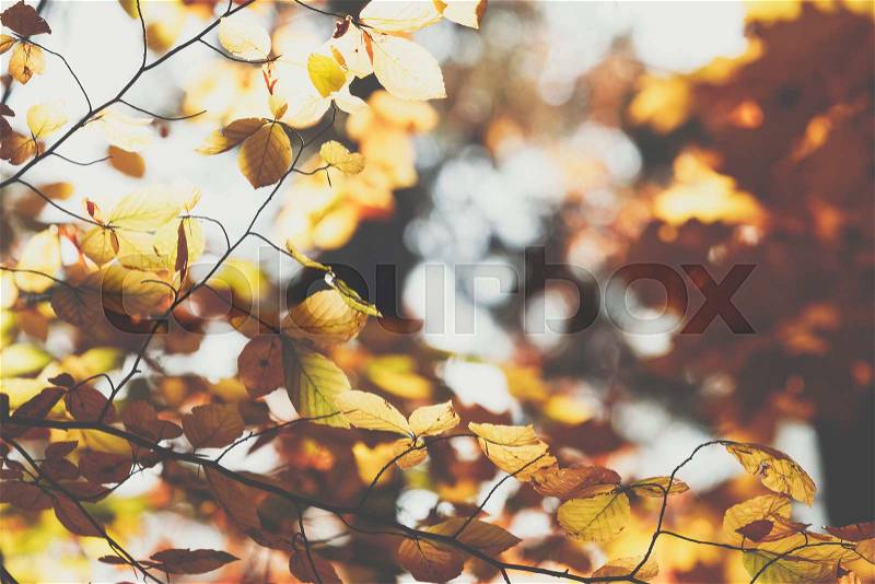 Autumn leaves background in selective focus. Red, orange and yellow dry leaves, stock photo