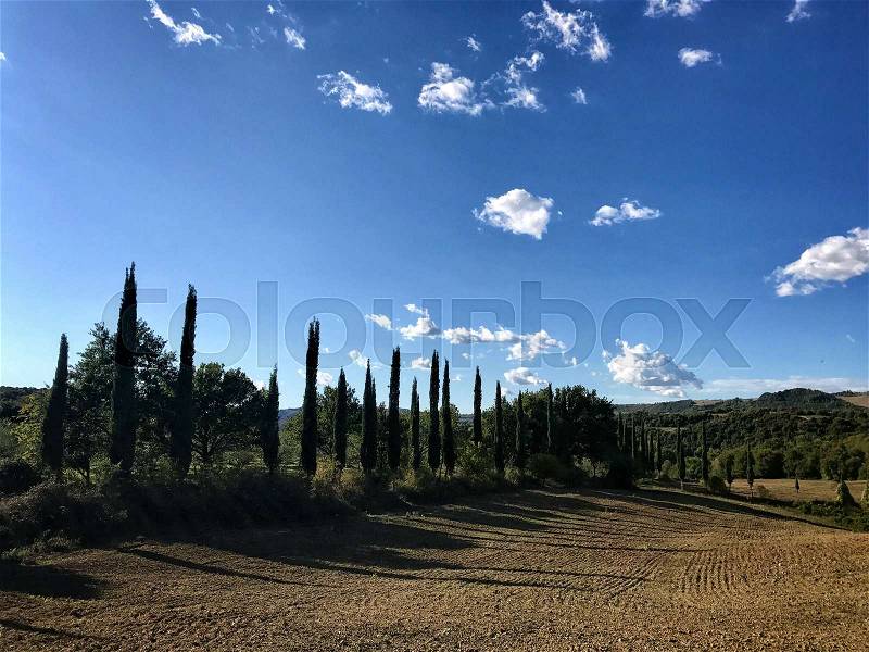 Typical country road in Tuscany, Italy lined with cypress trees along the fields, stock photo