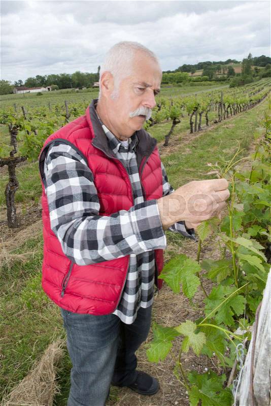 The wine grower, stock photo