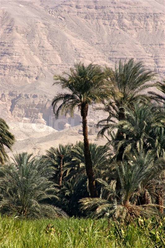 Sunny scenery near River Nile in Egypt Africa with palm trees and distant rock formation, stock photo