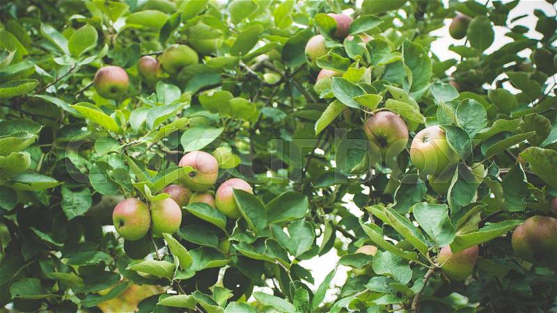 Ripe apples on the tree. apple tree branch, stock photo
