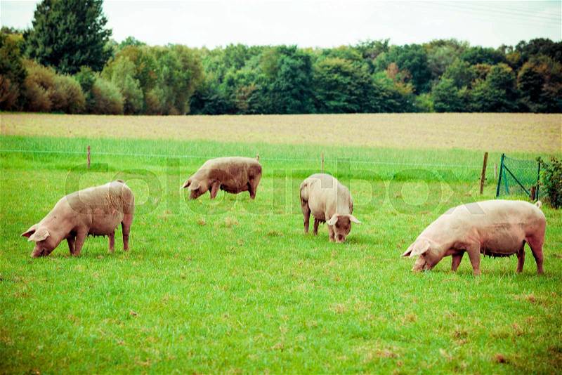 Pig farm. pigs in field. Healthy pig on meadow, stock photo