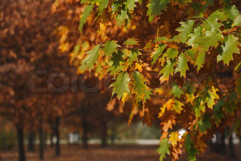Autumn park leaves sunset. Selective focus on the foreground, natural background, stock photo