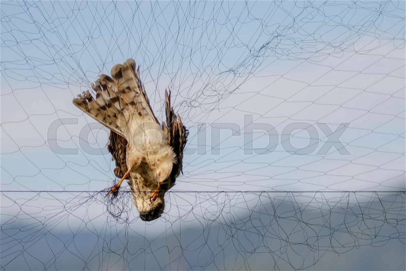 Image of bird (Sparrow) is attached to the net. Animals, stock photo