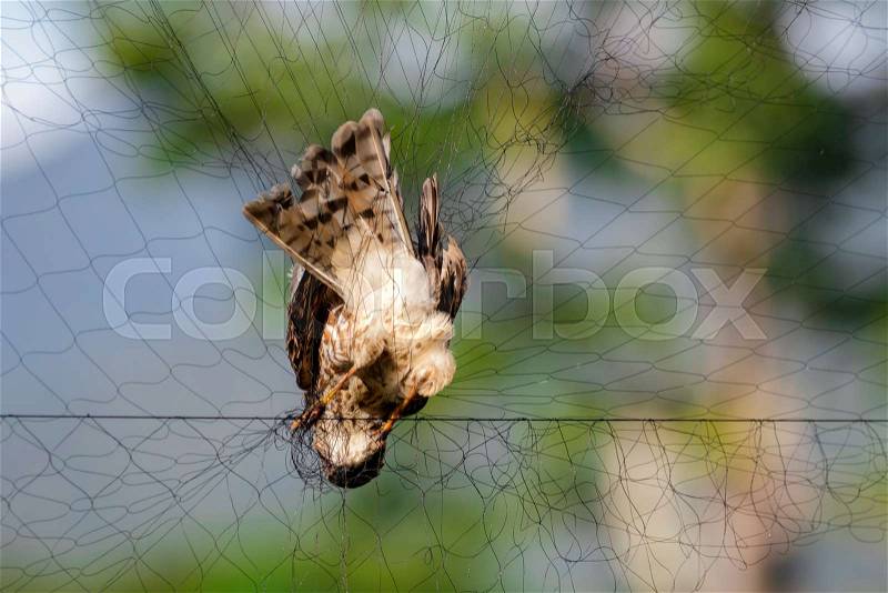 Image of bird (Sparrow) is attached to the net. Animals, stock photo